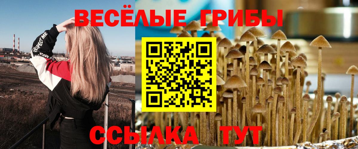 Галлюциногенные грибы прущие грибы  Вход с VPN  Каменка 